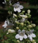 White Wand Penstemon, Tube Flowered Penstemon, Prairie Penstemon, Beardtongue, Penstemon tubaeflorus var. tubaeflorus, P. tubiflorus